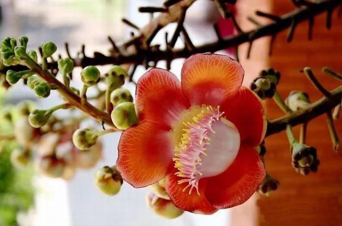 太太太漂亮了,绝对没有见过,发到群里,朋友们会爱死你的!