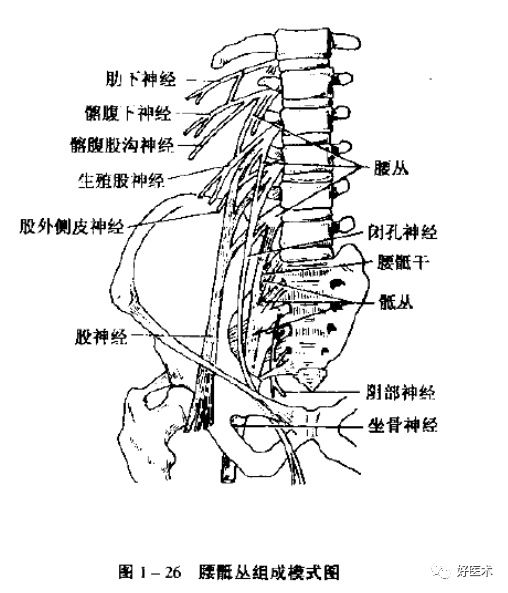 神经系统|神经系统体表定位标准