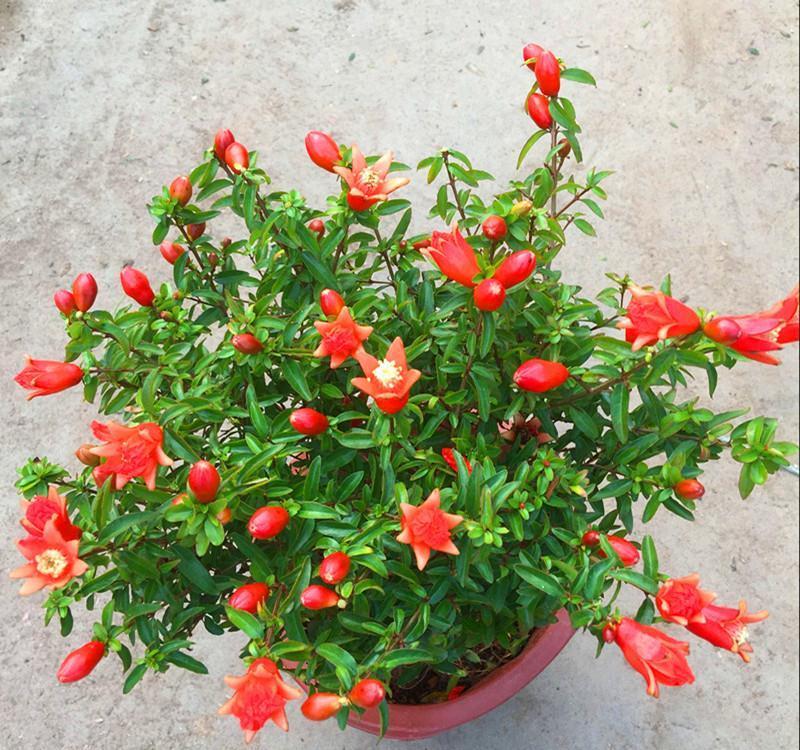 17大吉祥花,客厅有空间一定要养上一盆,好看又好养,养人又旺家