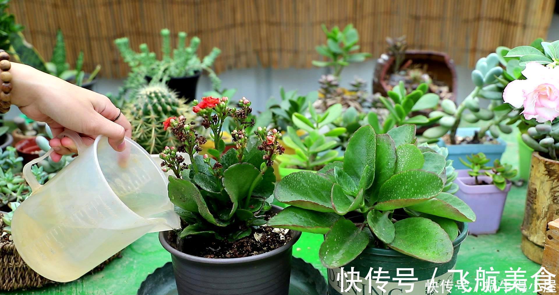 烂根|长寿花养不好?5个难题解决掉,养一盆爆一盆,不黑不烂,花更棒