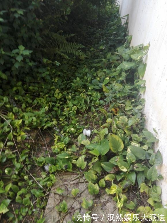 栀子花|北方家里当宝的花,南方大马路上全都是,我酸了!