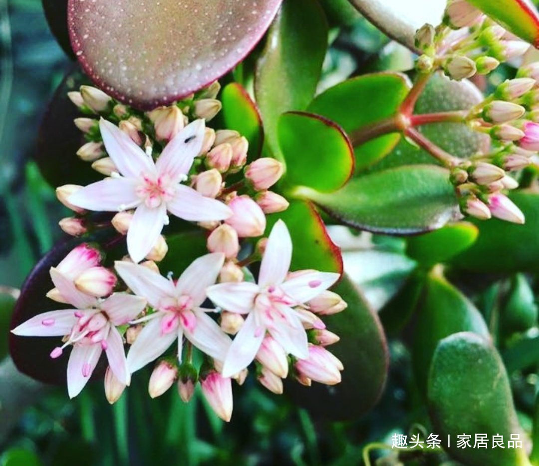 “它”可别扔了,盆里“埋1块”,花多叶绿,是养花的宝贝