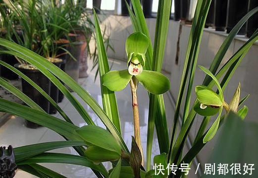 兰科兰|春兰什么时候开花，春兰花期前这样养护能够花开爆满盆