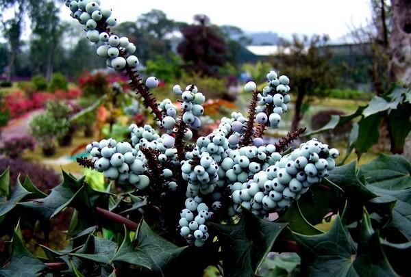 既可观赏又能入药的“十大功劳”植物盆栽