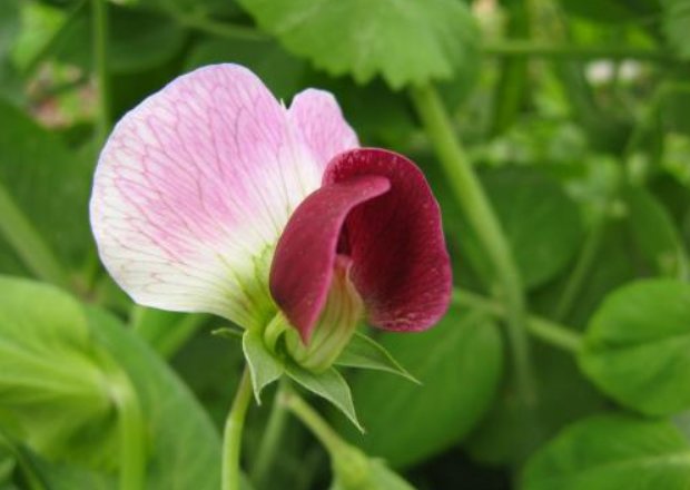 朋友|退休之后,真正有福气的人,很少交朋友了