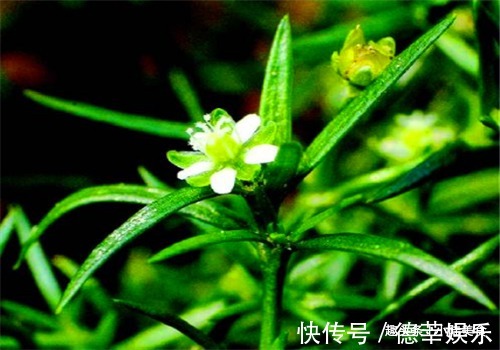 肝阳|女性到了中年常吃4种食物,排毒养颜,调经补血,营养又滋补子宫