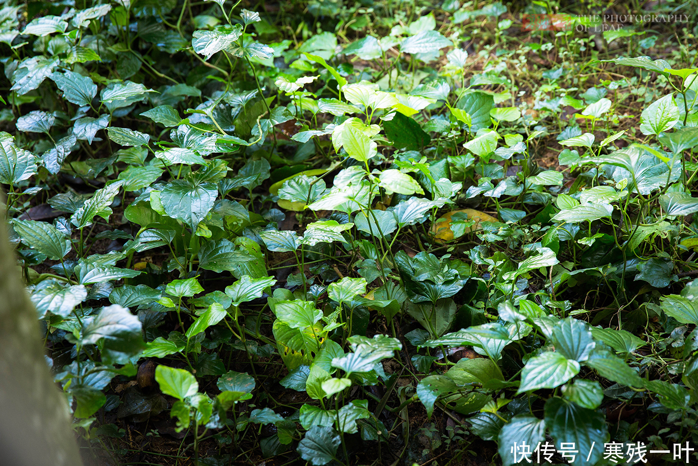 海南|海南特色网红农家菜,一桌十二道菜1200元,你觉得怎么样?