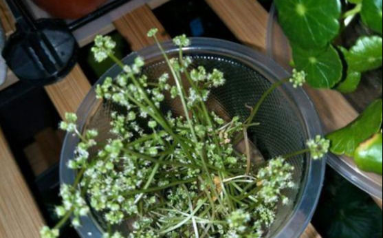 铜钱草养在这个地方,一周就爆盆,叶子能长成巴掌这么大