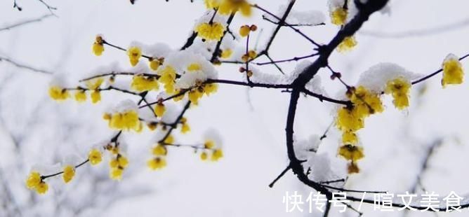 腊梅|下雪才好看的3种花，想让花开的美，别早早搬入室内