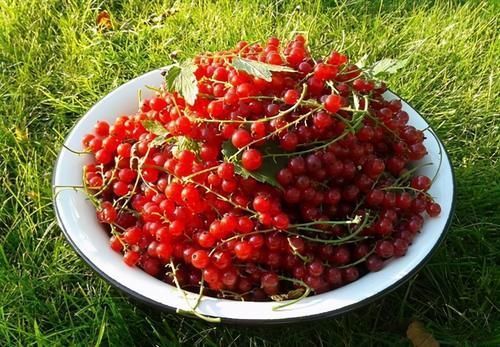 卵黄磷蛋白|想长寿全靠吃，3种食物不能省，清肺化痰，清肠排毒，可助好转