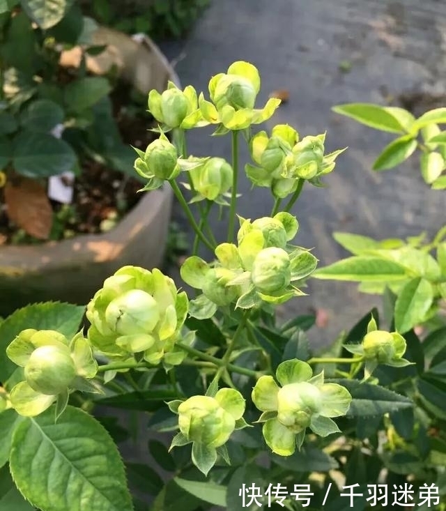 关键|婆婆养月季只选一种，好养抗性强，关键“爱”开花，比养欧月实在