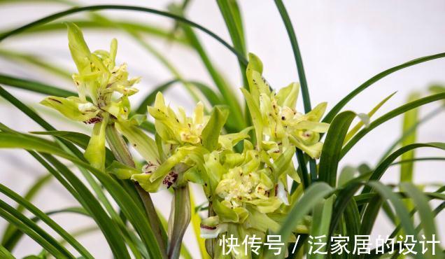 花草|有这4个爱好的人,不适合养兰花,劝你别白费功夫