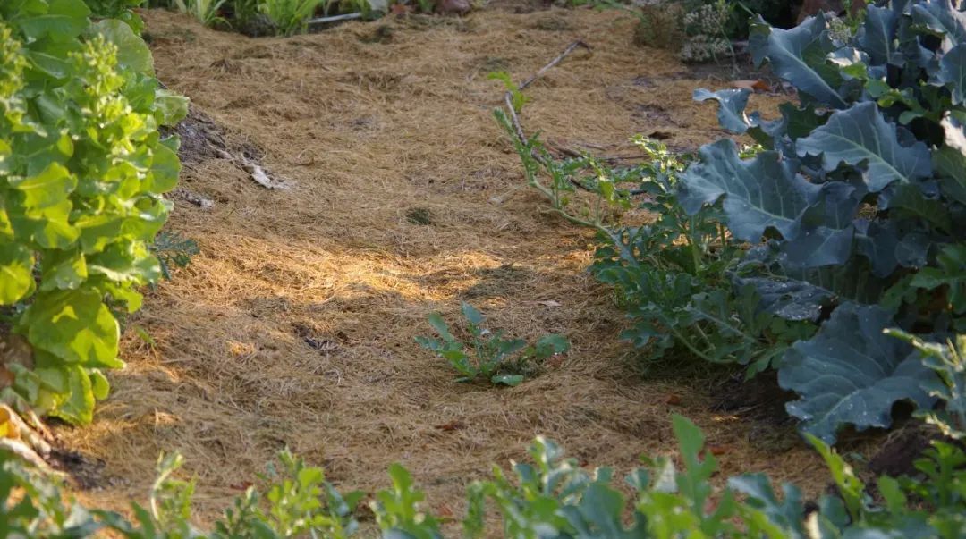 垃圾|碎草渣用来养花的三大好处，别把它当垃圾扔掉了