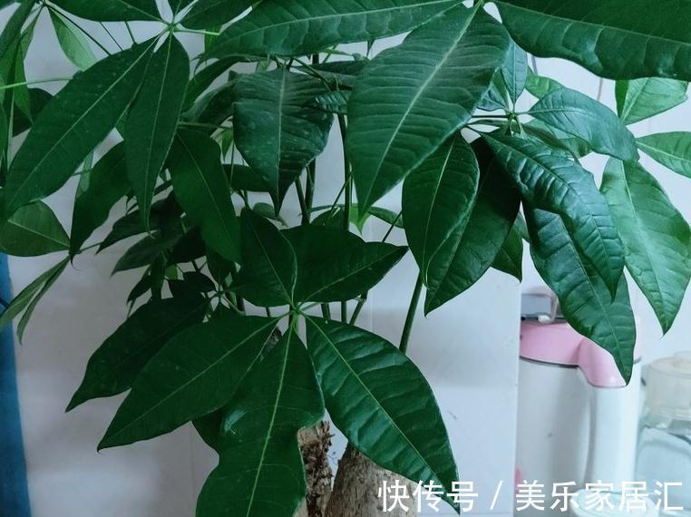 如何让发财树生侧芽,教你简单易学的小方法,准奏效