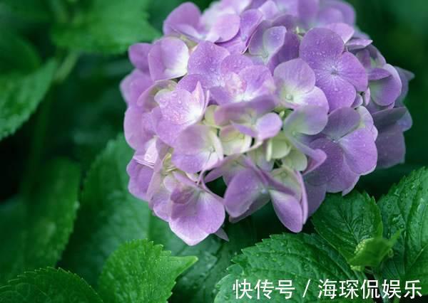 孕蕾期|绣球开花前的养护，做好孕蕾期的几个养护技巧，一颗能开十几朵