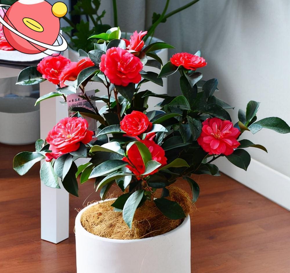 天气冷,六种花要干养,少水多晒才健壮,养成老桩更旺家