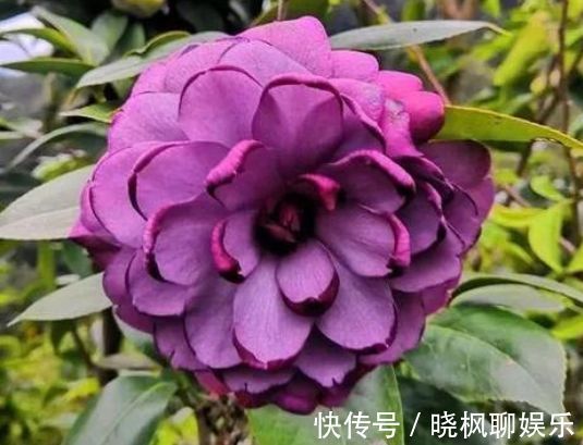 怡神|喜欢玫瑰，就养“高档玫瑰”蓝色妖姬，花中新贵，令人悦目怡神！