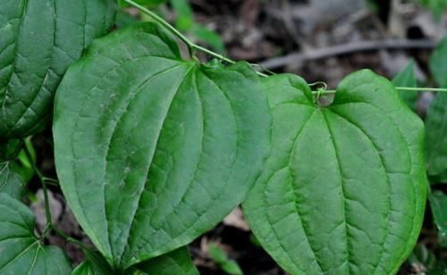 毛牛尾菜|农村1野草，人称“牛尾菜”，是哮喘病的克星，若遇见，莫错过！