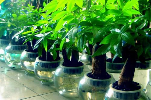 发财树烂根、叶片枯黄耷拉，养花人别灰心，调整这2点就好了