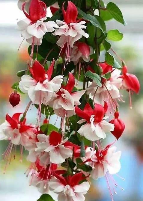 金钟|倒挂金钟叶子发黄怎么回事,这样就轻松解决倒挂金钟叶黄问题