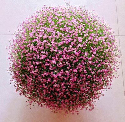 无论房子有多大,6种盆栽要有,天再冷冻不死,满屋子飘香