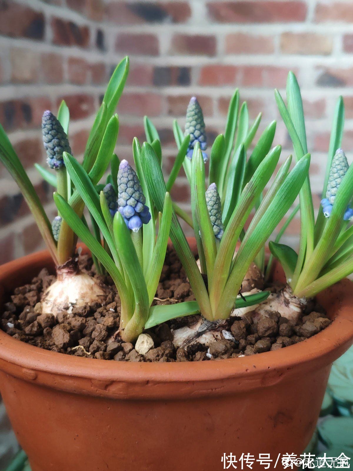 种球|秋冬季缺不了的9种花，南北方都能养，现在准备不算迟