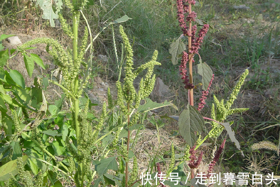 野果|入侵我国多地泛滥，家畜食用经常中毒，如今却成了“高端”野菜