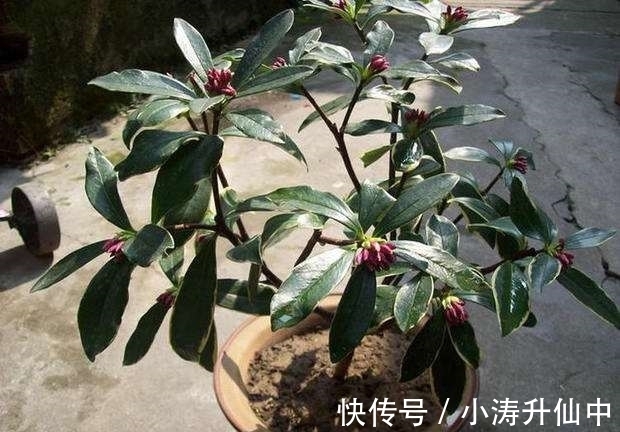 牢记3点要求,冬天室内盆栽瑞香,开花饱满漂亮,香味浓郁
