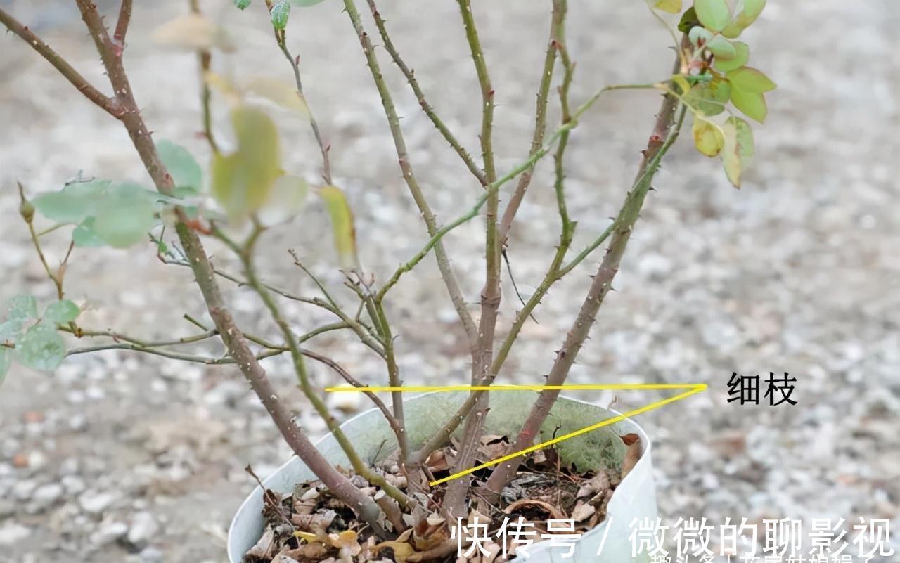 冬天里,给这8种花修剪,要分清楚修剪方式,否则来年长势成问题