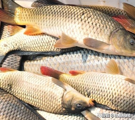 高血压|怀孕后,孕妇要记得吃这5种食物,有助于宝宝发育还能缓解孕吐