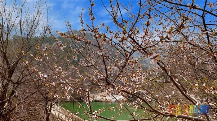 万亩桃花！北京这个地方已经美出天际了，假期去正好！