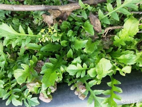 春天到了，因此春天遇到這4菜別錯過，等長大了叫白蒿，營養(yǎng)高味道鮮美