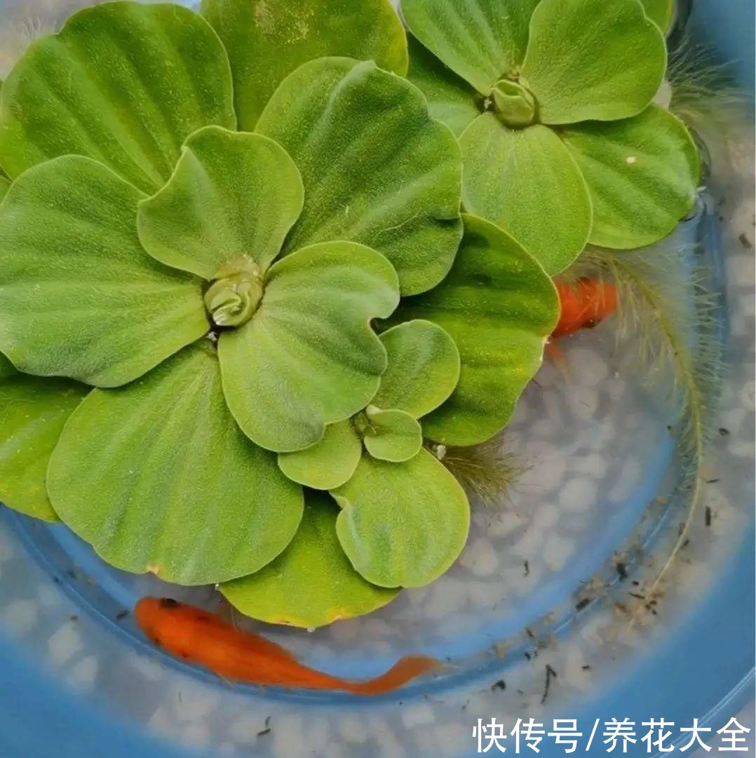 叶片|10种花太能喝水，一天一瓢水，7天爆满缸