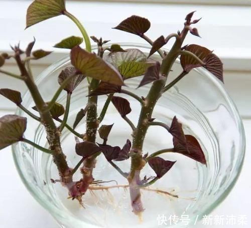 一个芋头芽,埋在花盆里,10天长成大盆景,比龟背竹还漂亮