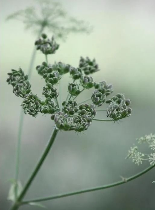 美文|美文悦读：这一季花开花落，如霜来过