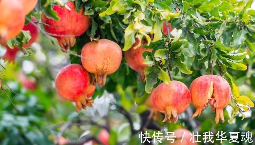 老话:家里养三树,幸福又富足,不是迷信,是过来人的经验