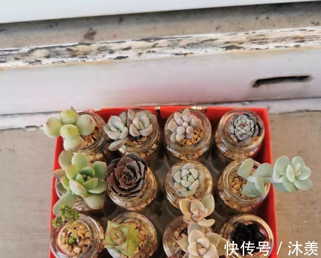 布丁瓶搭配海绵养多肉,不买盆不买土,干净卫生,容易出状态