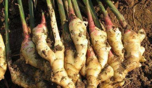 养生|吃姜要不要去皮?吃对养生,吃错伤身,3大禁忌,错一个都不行!