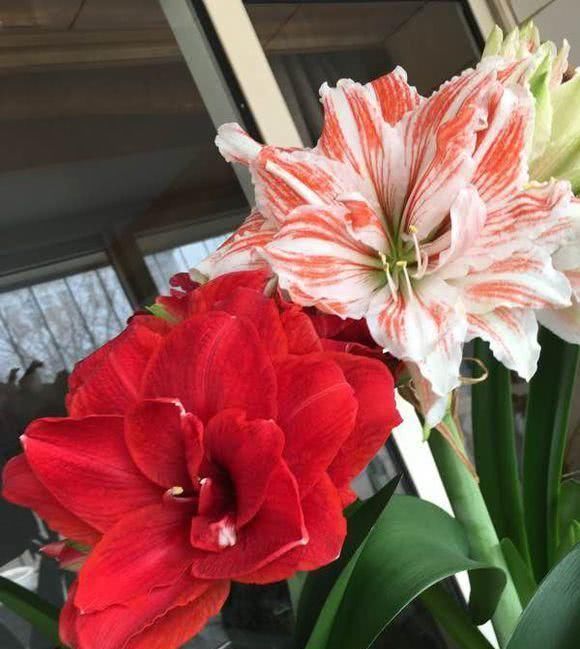 小苏打,小药片都是忽悠人,老大爷用它来养花