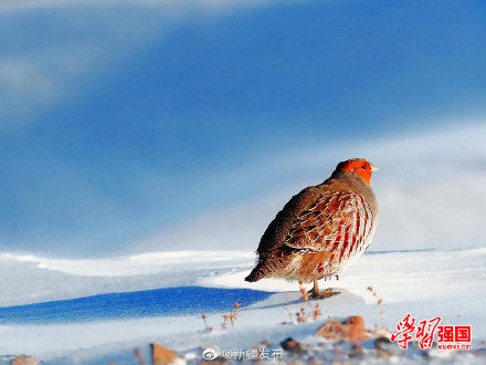 托里|新疆托里：好呆萌！灰山鹑雪地埋头觅食