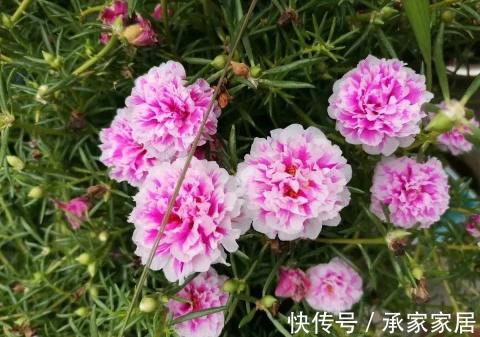 太阳花|5种漂亮花,一年能开200天,越热开的越猛,花朵蕾蕾满阳台