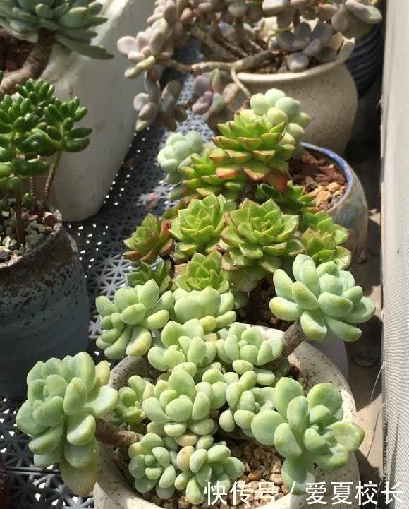 多肉|多肉养的时间久了,失去了兴致,家里还剩下这么多,该怎么处理