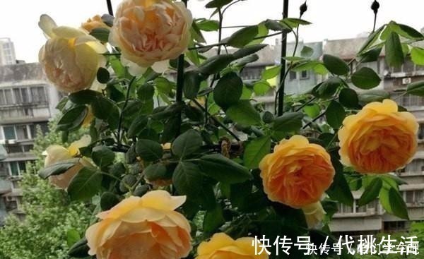 浇水|月季土埋“一料”，不黄叶不烂根，7天蹭蹭冒小笋，开出层叠群花！