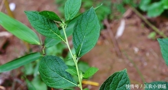 养猪|此野草，嚼2片叶子可治牙痛，人称“癞头草”，可别拿去喂猪了