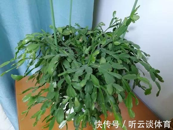 花芽|蟹爪兰长出这种叶子,立马掰掉它,嗖嗖冒花苞!