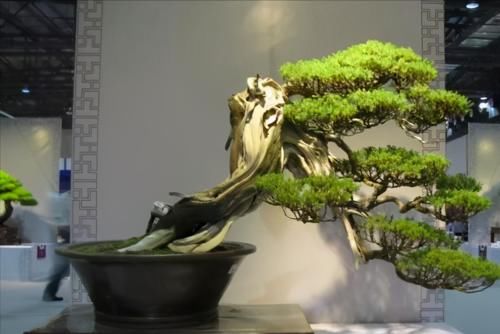 使用金属丝给盆景做造型蟠扎时，注意12个方面的技巧，做好造型