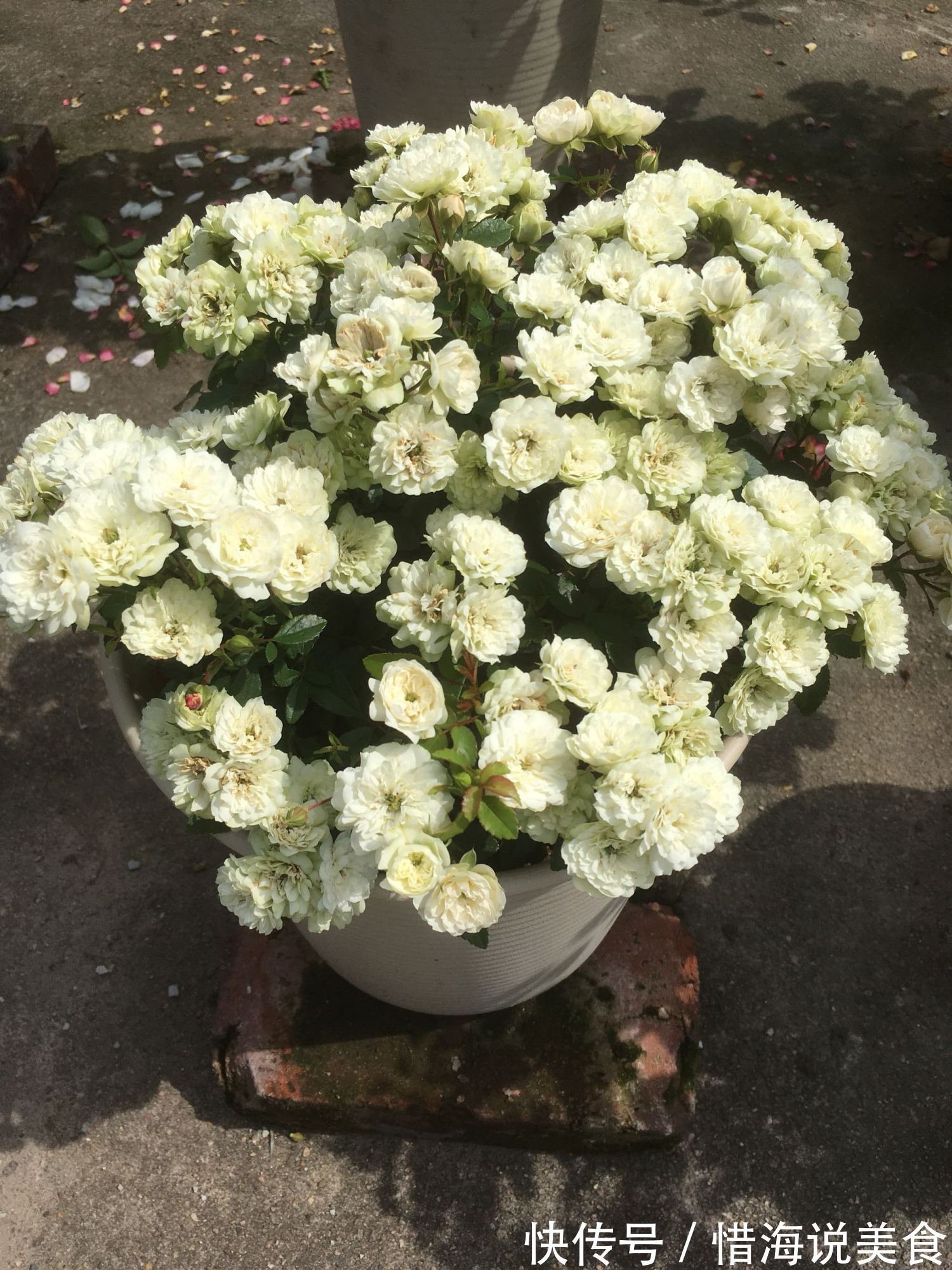 盆栽|此盆栽有“开花机器”之称,全年开花,花多易爆盆,好看又好养!