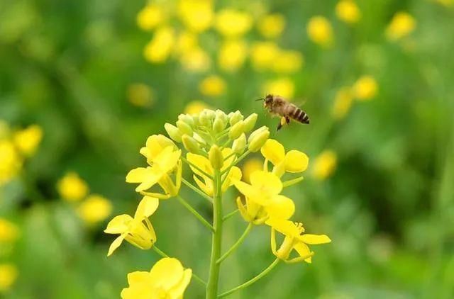 古韵|儿童急走追黄蝶，飞入菜花无处寻。此处风景独美！