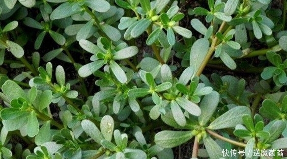 路边最不起眼的一种野菜,其实是糖尿病、心血管疾病最怕的菜!