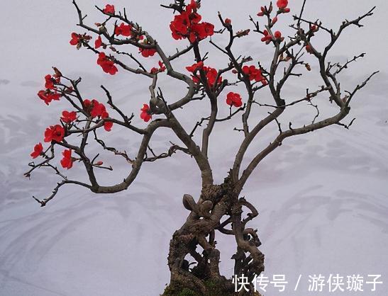 盆景|最值钱的九大盆景树种，收藏了